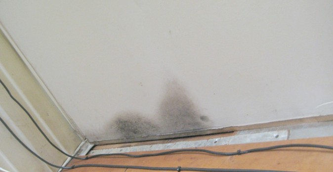 How to Test for Toxic Mold