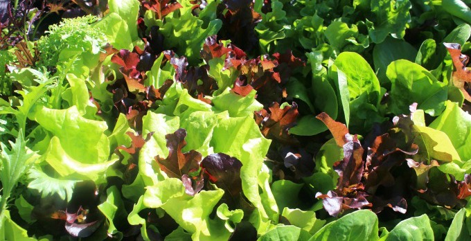 greens