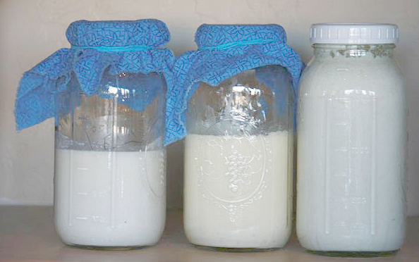How to make dairy kefir jars