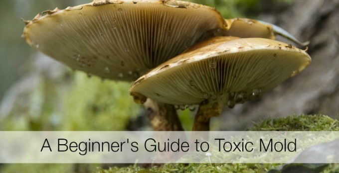 Toxic Mold: Where Do I Begin?