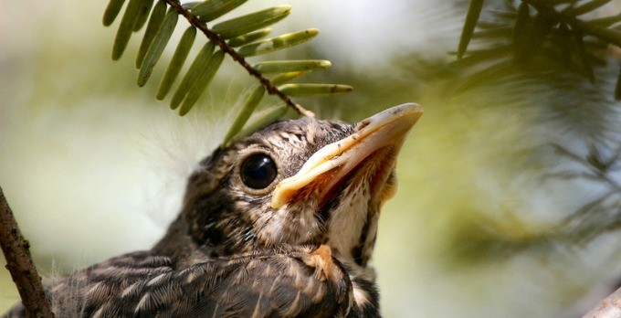 Encouragement for Those Who Nest