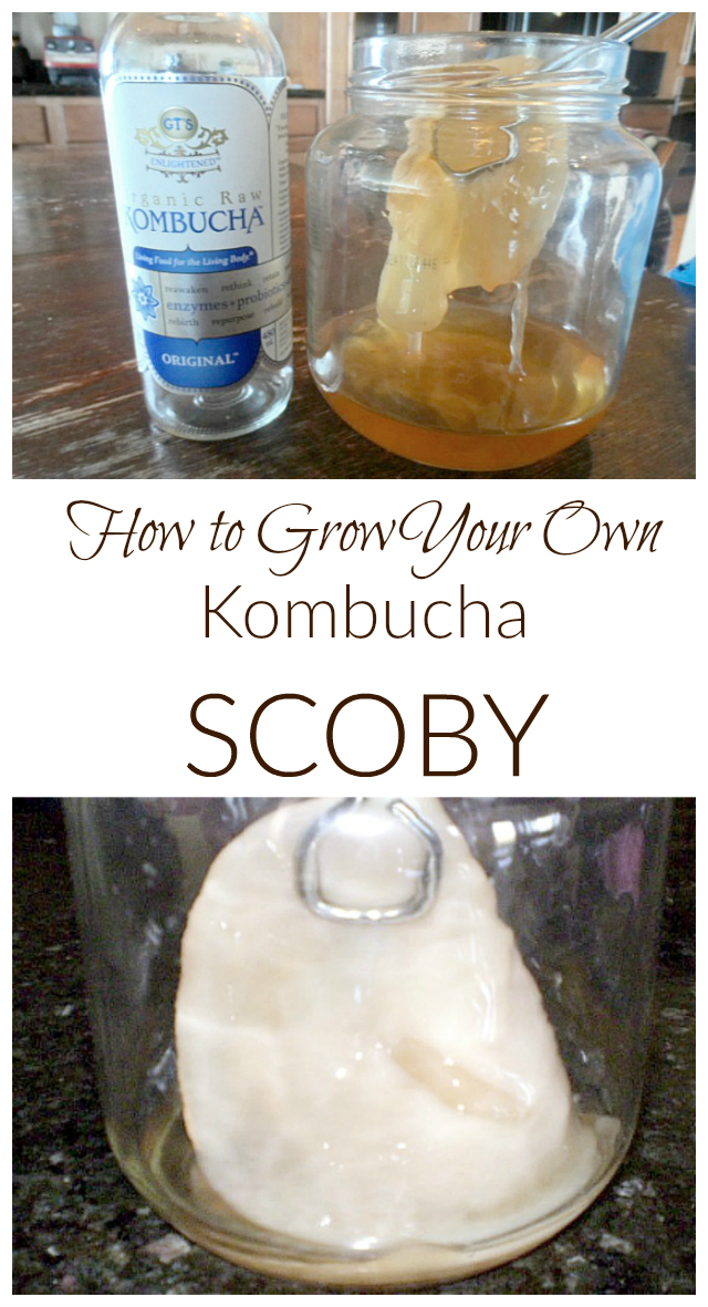 Did you know you can start making kombucha with store-bought kombucha?  It's easy to grow your own SCOBY and then brew your very own fermented tea!