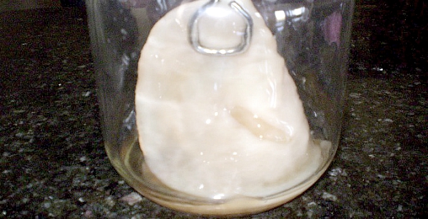 How-to-Grow-Your-Own-SCOBY-Feature