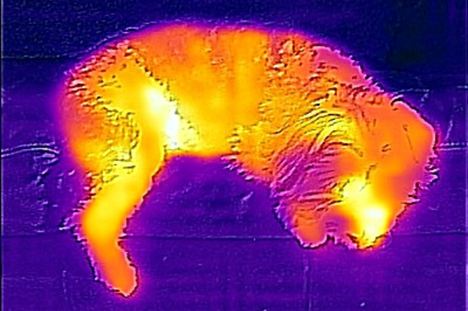 Thermal Imaging Dog