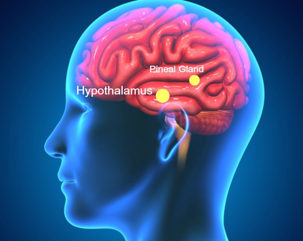 hypothalamus and pineal gland
