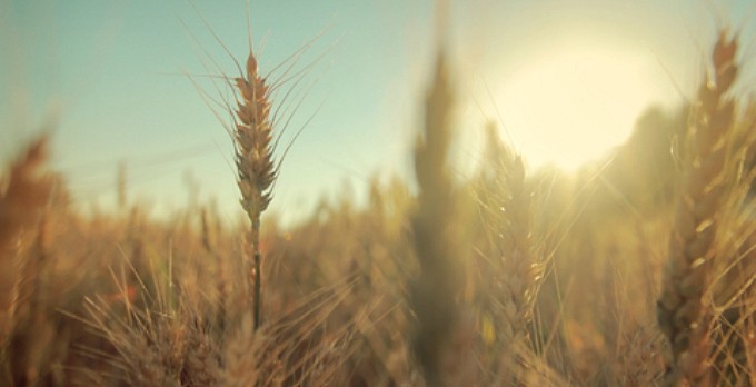 The Gluten-free Diet – Is it just a Fad?