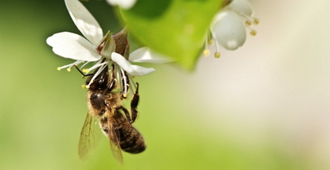 Five Ways You Can Bring Back the Bees
