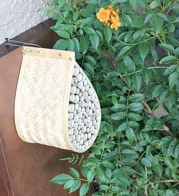 Bee n Bee habitat Join the Bee Bold Campaign! #BeeBold