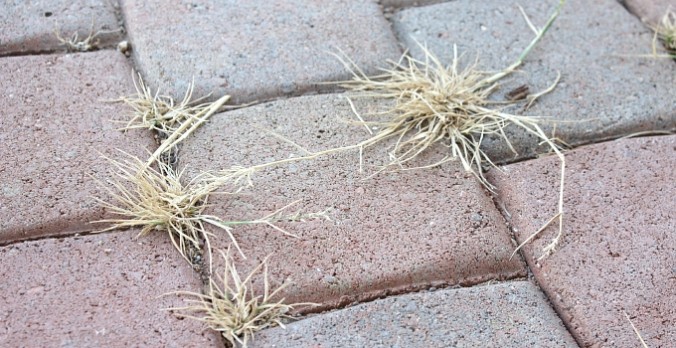 DIY Weed Killer