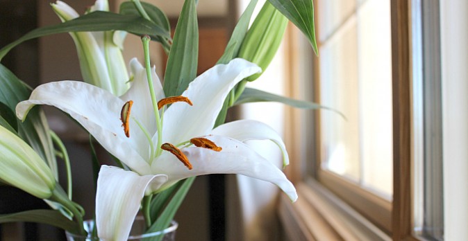 Guidelines for Spring Cleaning