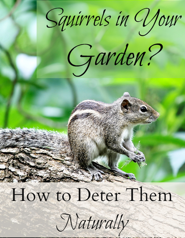 How To Keep Squirrels Out Of Your Garden It Takes Time