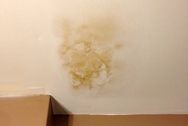 Toxic Mold on Ceiling