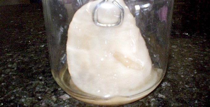 How To Grow Your Own Kombucha SCOBY