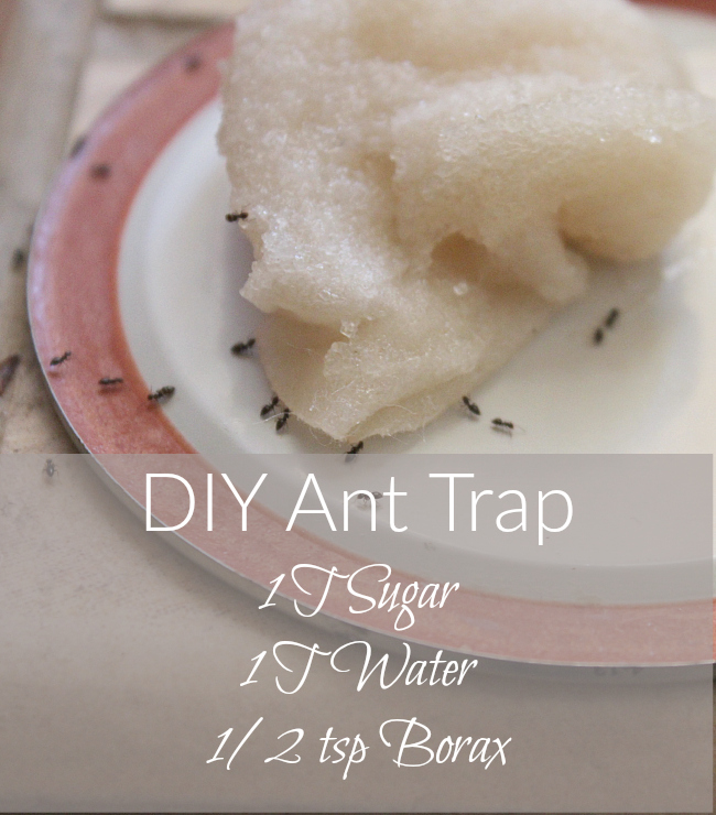 Diy Ant Trap And Pesticide Powder It Takes Time - Ant Trap Diy Without Borax