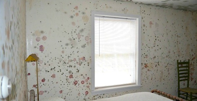 How to Avoid Mold Growth