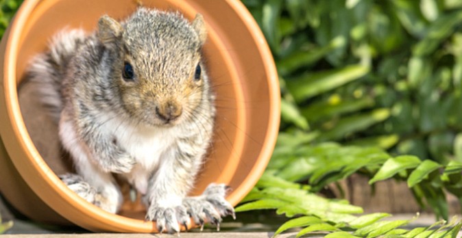 How to Keep Squirrels Out of Your Garden